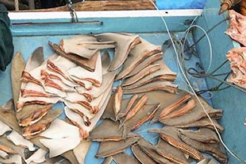 Shark fins carried by fisherman in Raja Ampat, Papua.