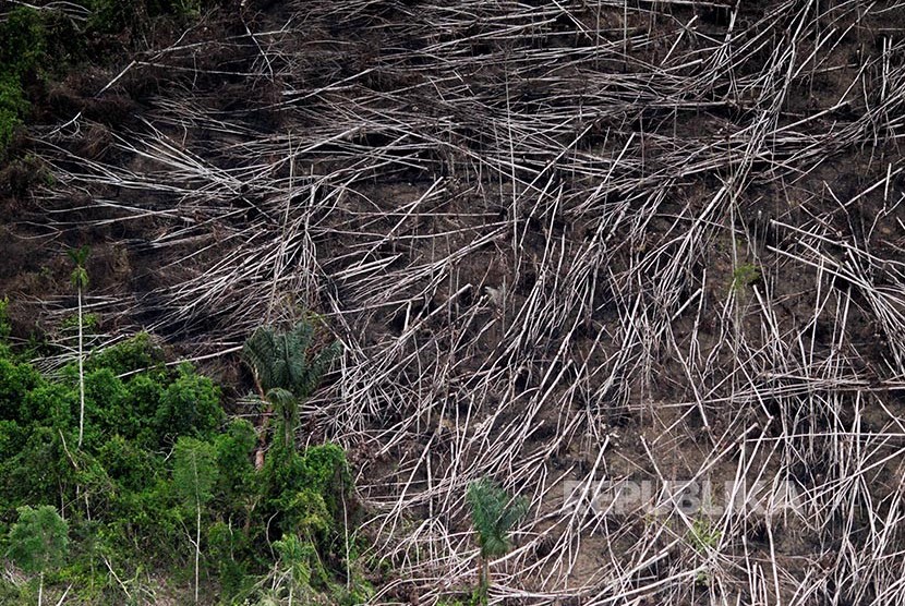 Sisa kayu yang ditebang oleh pelaku ilegal logging di Hutan Amazon Brazil