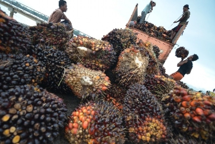 Sisa kelapa sawit digunakan warga Lebak sebagai bahan bakar.