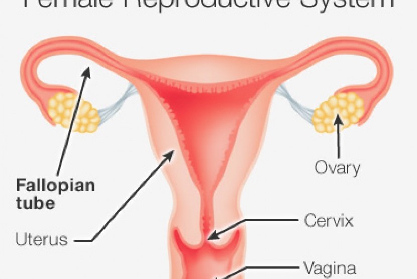 Sistem reproduksi wanita (ilustrasi)
