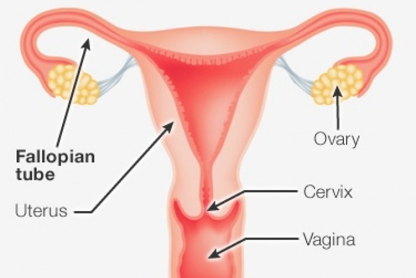 Sistem reproduksi wanita (ilustrasi)