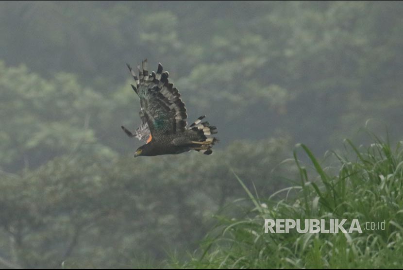 Elang Jawa di kawasan Taman Nasional Gunung Halimun Salak (TNGHS) Kabupaten Bogor, Jawa Barat. Telur elang jawa menetas secara alami di dalam kandang rehabilitasi TN Gunung Halimun Salak, Jumat (11/3/2022). 