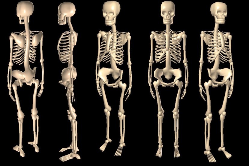 skeleton