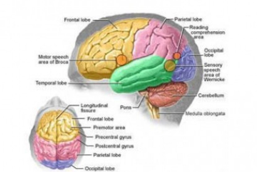 Skema Otak Manusia
