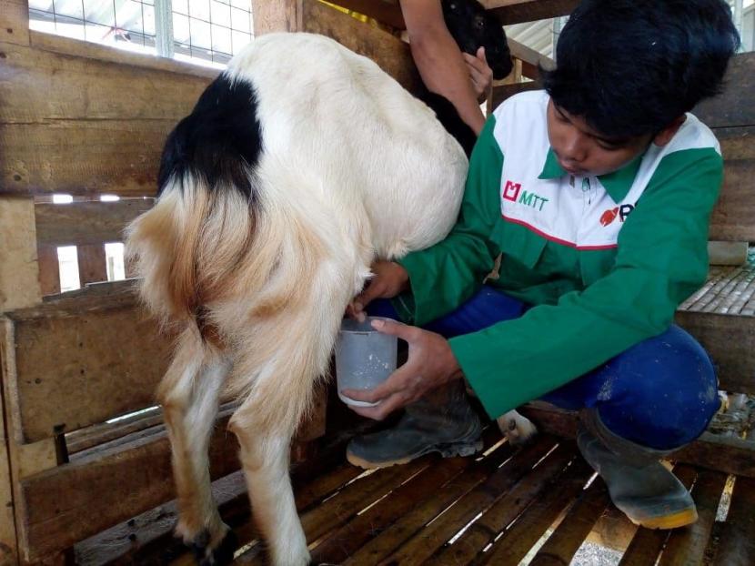 SMK Peternakan Juara Subang yang didukung oleh Majelis Telkomsek Taqwa (MTT) saat ini sedang disibukan dengan pembibitan kambing dan domba. Selama proses pembibitan, hewan kambing yang dikeloka SMK Peteranakan Juara juga yang bisa dimanfaatkan untuk memperoleh Susu Kambing.