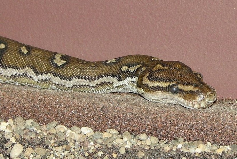 Snake of  genus python (illustration)