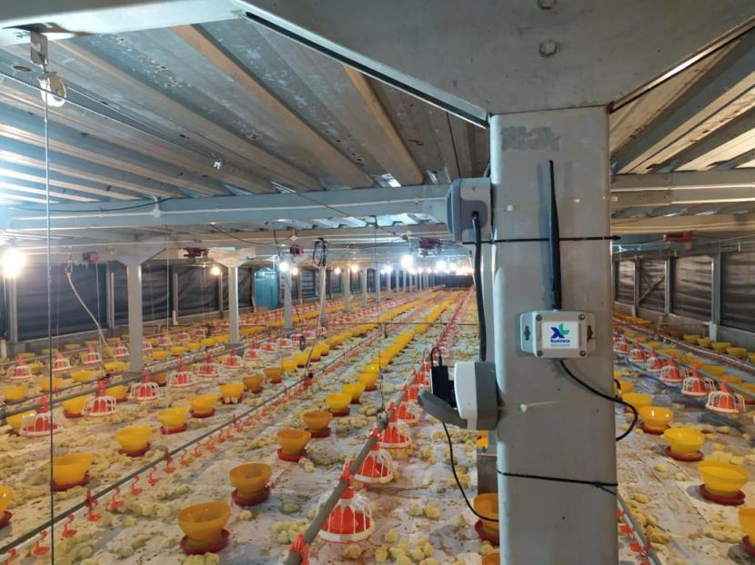 Solusi XL Smart Poultry berbasis Internet of Things (IoT) dari PT XL Axiata Tbk (XL Axiata) berhasil meningkatkan produksi unggas milik PT Sierad Produce Tbk (Sierad Produce).