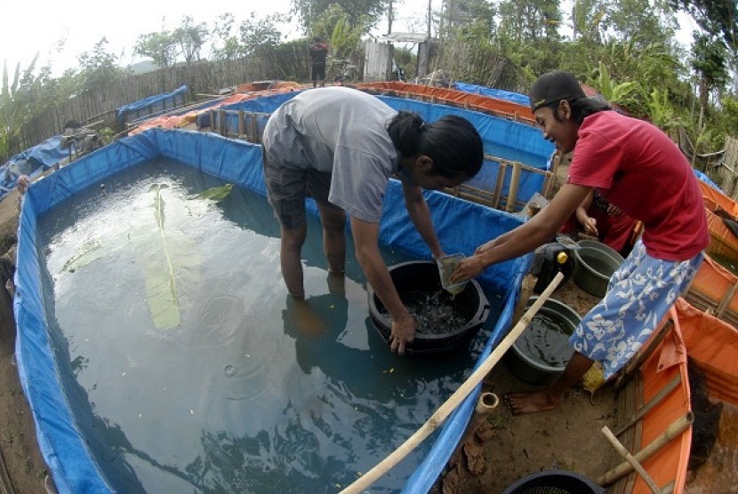 Some worker breed catfish in a small breeding ponds in Jember, East Java. (illustration)   