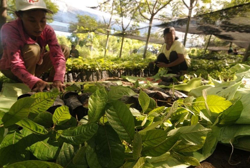 Some workers arrange young trees of palapi (Heritera Javanica) for forest regeneration in Sigi, Central Sulawesi, last week.