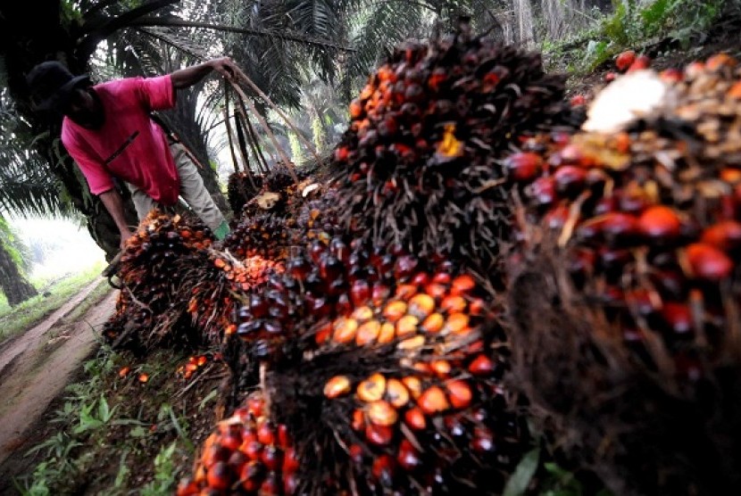 Some workers harvest in a palm plantation Bogor, West Java. (illustration)    