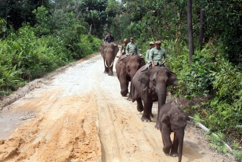 Some workers herd elephants from human settlements in Riau, earlier this month. (illustration)