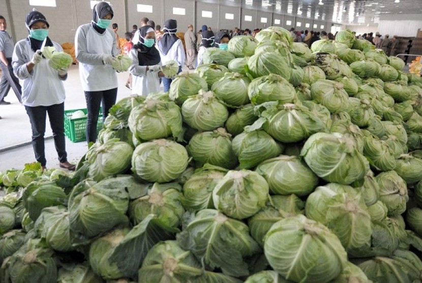 Some workers sort cabbages for export to Singapore. Indonesia's current account deficit is predicted to decline from 3.8 percent to 3.5 percent by the end of 2013. (file photo) 