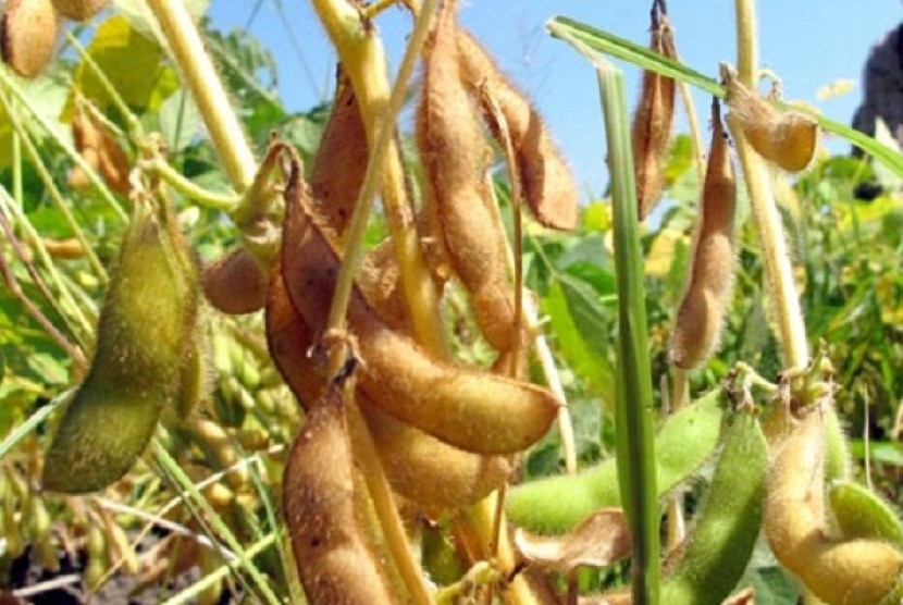 Soybeans (illustration)