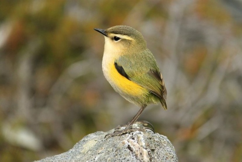 Spesies burung penyanyi khas Selandia Baru, Rock Wren.