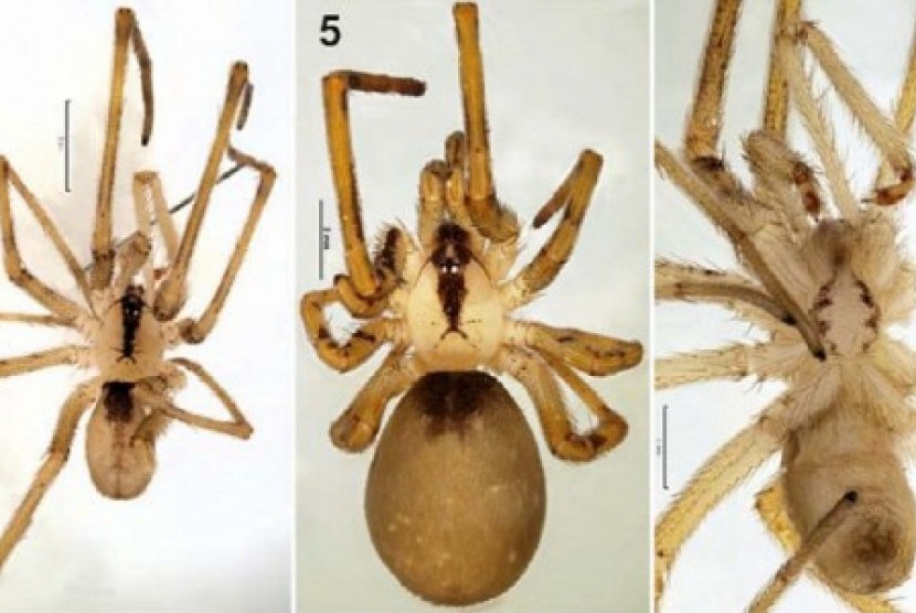 spesies laba-laba yang ditemukan di Iran.