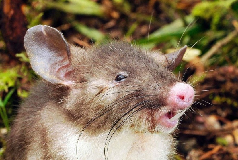 Spesies tikus berhidung mirip babi ditemukan di hutan Sulawesi.