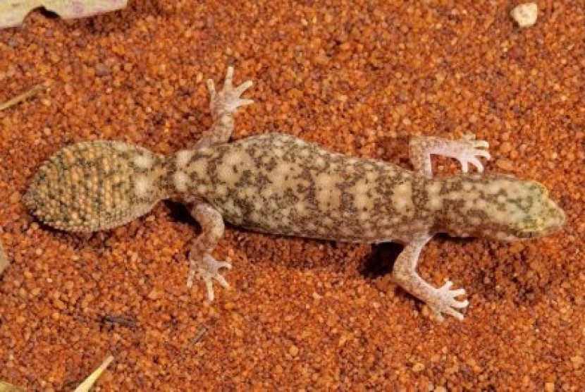Spesies tokek yang baru, bernama Diplodactylus ameyi, ini telah ditemukan di pedalaman Queensland.