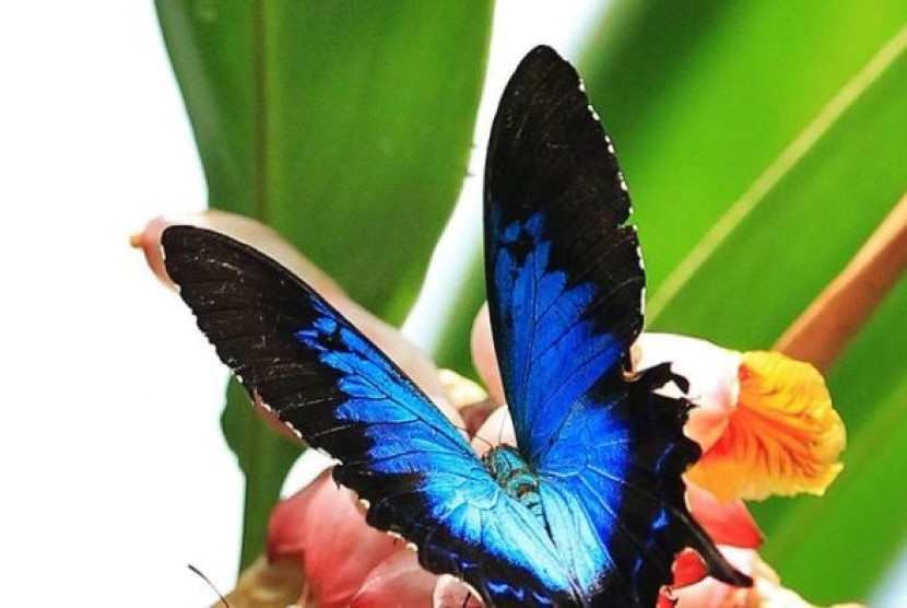 Spesimen kupu-kupu yang langka ini bisa dijual dengan harga ribuan yuan di Cina.