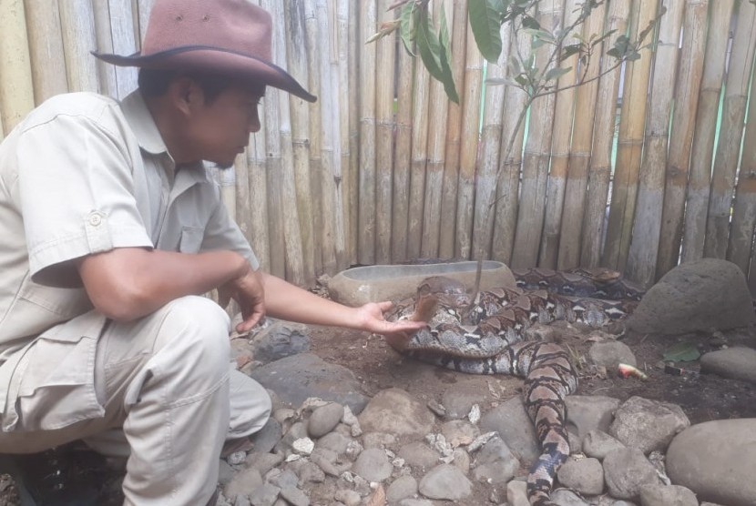 Steve Ewon, pawang ular asal Cisarua, Kabupaten Bandung Barat tengah menunjukan beberapa ular sanca kembang yang berada di pojok reptil yang dikelolanya. Pojok reptil menjadi tempat edukasi tentang mengenal ular, Selasa (25/6).