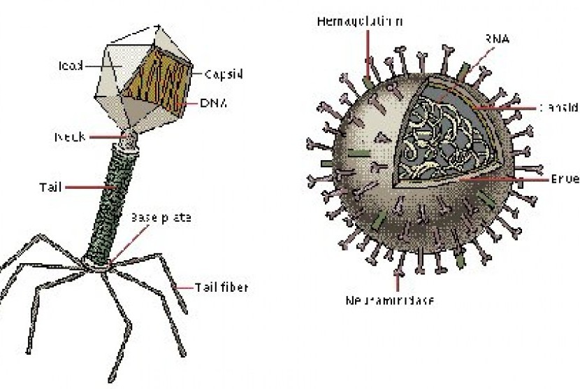 Struktur virus (ilustrasi)