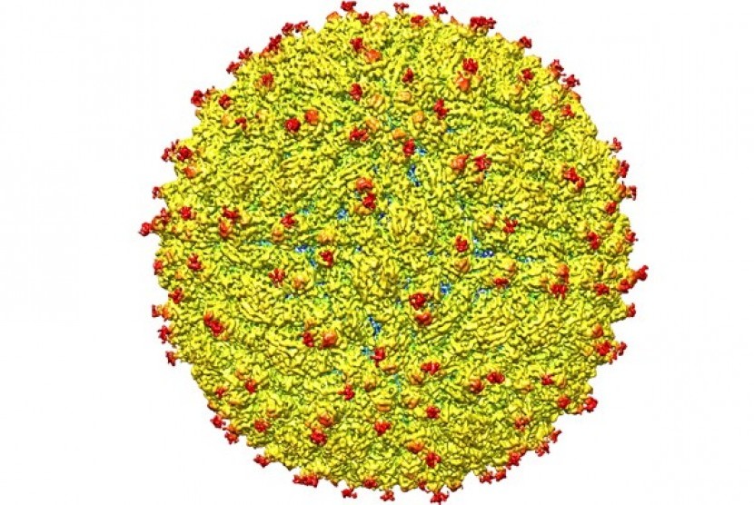 Struktur virus zika.