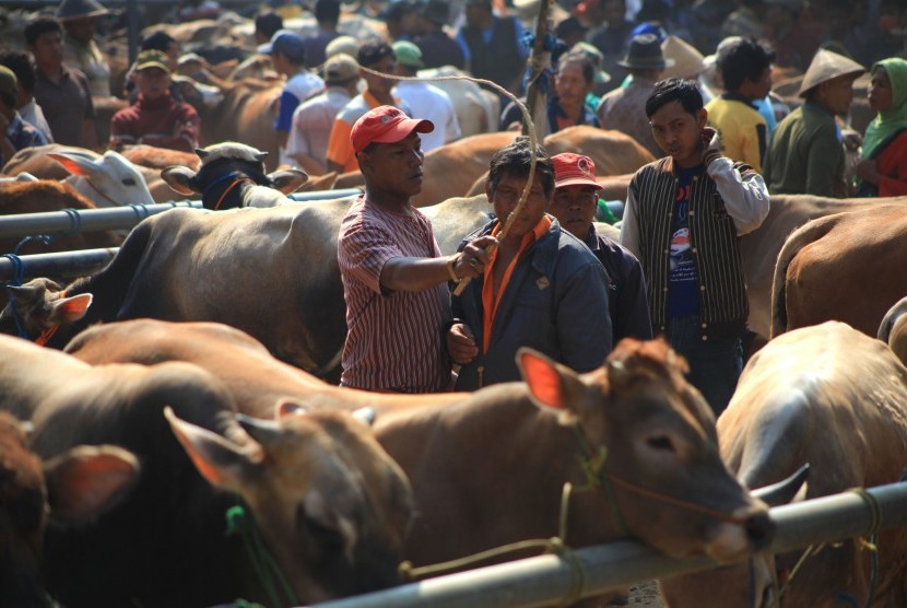 Suasana aktivitas jual beli sapi yang hanya buka pada hari Kliwon (penanggalan Jawa) di Pasar Hewan Bekonang, Sukoharjo,Jawa Tengah, Rabu, (19/8).