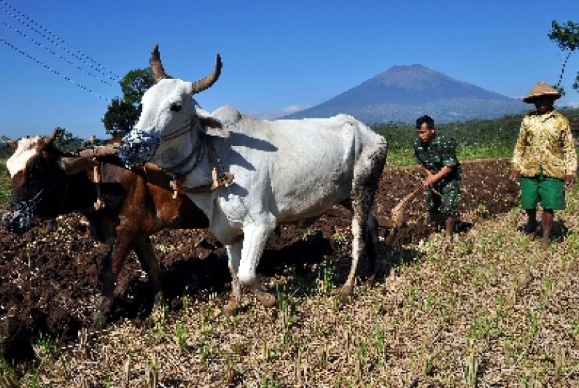 Suasana Desa Ngadimulyo, Kedu, Temanggung, Jateng, Senin (22/6).