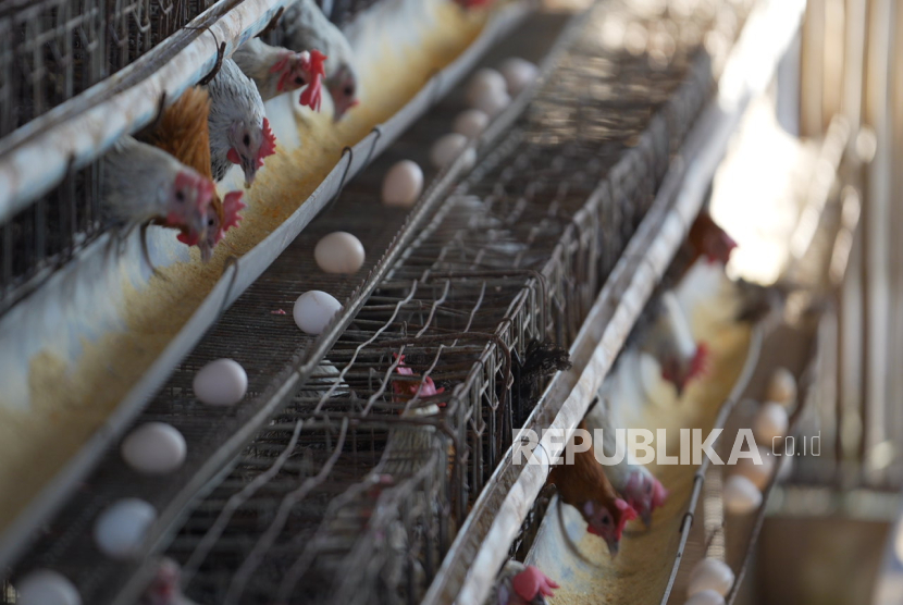 Pemerintah Gelontorkan Rp20 Triliun untuk Peternakan, Dukung Program Gizi Nasional MBG