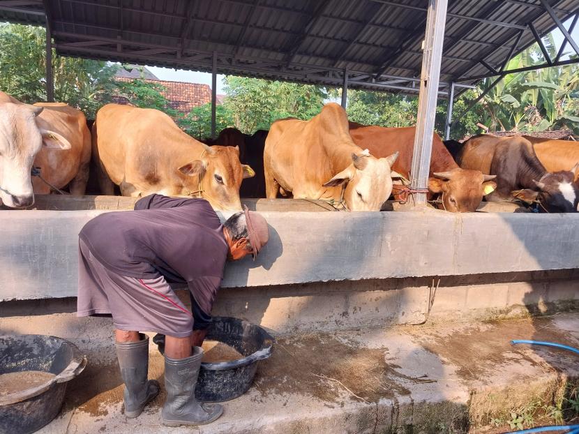 Suasana di peternakan Kelompok Ternak Sapi Mekar Sari di Tlogoadi, Mlati, Sleman, DIY, Selasa (20/6/2023).