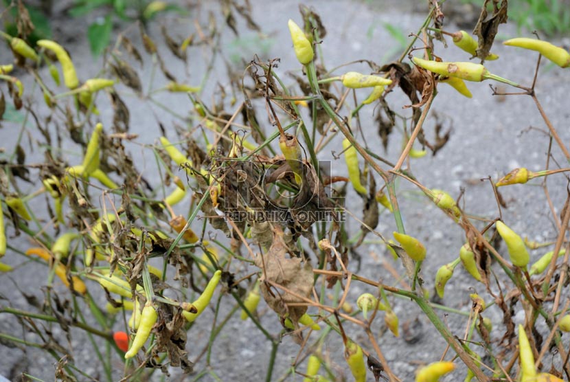 Suasana Kebun Cabai yang tertutup abu vulkanik di Desa Kepung