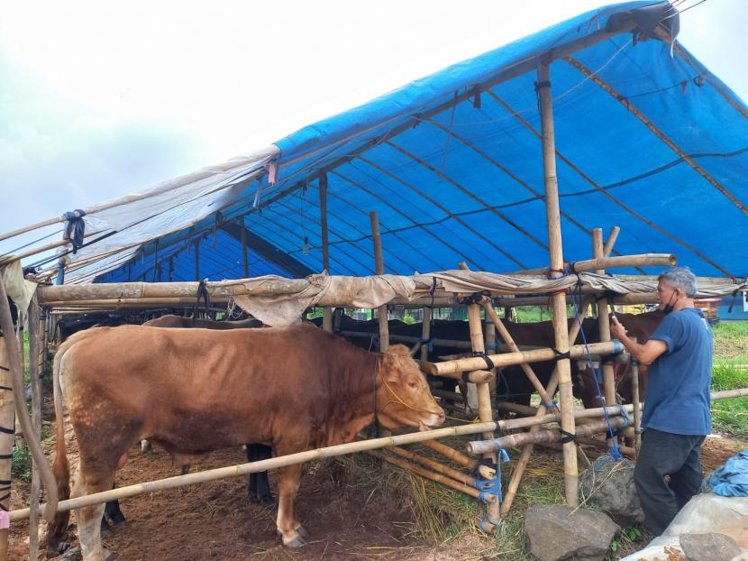 Suasana lapak penjualan sapi di Kecamatan Kawalu, Kota Tasikmalaya, Ahad (12/6/2022). 