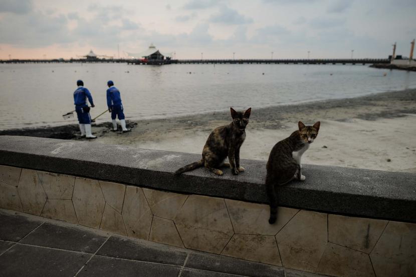 Mengurus 300 Kucing Liar di Ancol Demi Jaga Bebas Rabies 