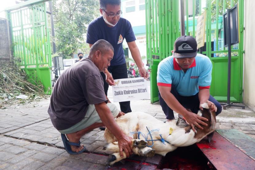  Suasana penyembelihan kurban hingga pengepakan daging di SD IT Nur Hidayah di Kota Surakarta, Jawa Tengah. 