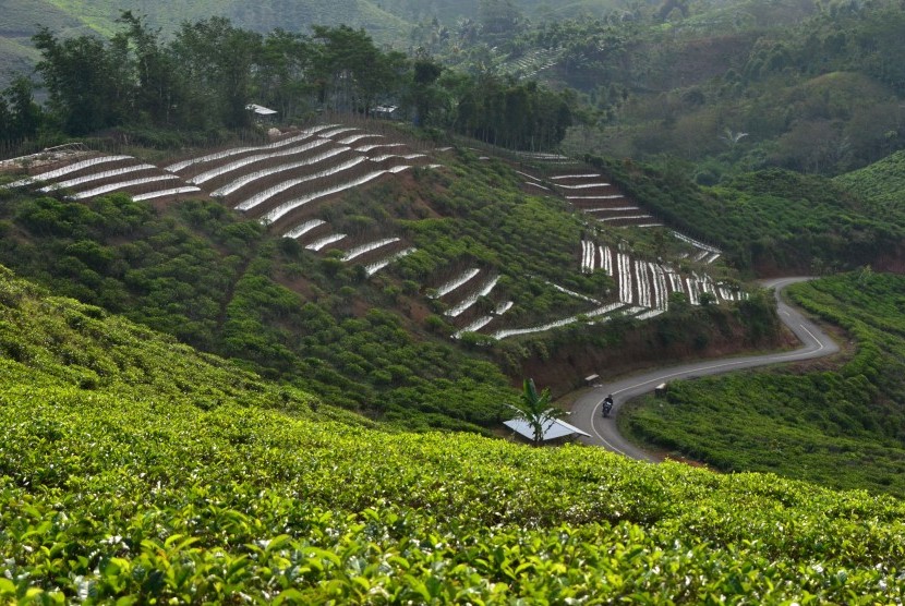 Suasana perkebunan teh di Taraju, Kabupaten Tasikmalaya, Jawa Barat, Jumat (13/7). 