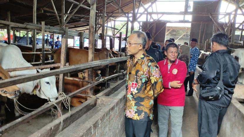 Suasana peternakan sapi di desa Purwodadi, kabupaten Tanjung Jabung.