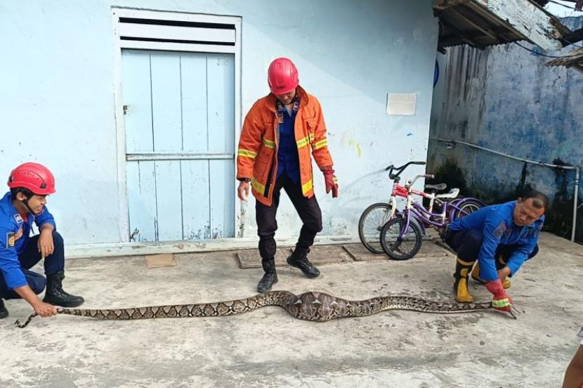 Suasana saat petugas Damkarmat Lampung Selatan mengevakuasi ular sanca batik di rumah seorang warga di Kalianda. 