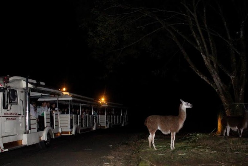 Suasana Safari Malam di Taman Safari Indonesia Cisarua, Bogor, Jawa Barat. Program Safari Malam akan berlangsung mulai 22 April hingga 30 April 2023. 