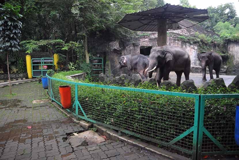  Suasana Taman Margasatwa Ragunan (TMR) saat diberlakukan hari libur Satwa Jakarta, Senin (3/2). (Republika/Prayogi)