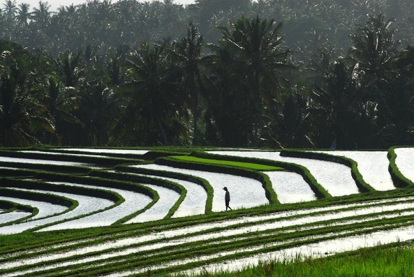 Subak is Balinese traditional irrigation system recognized by UNESCO as a world heritage. Bali becomes the main pilar to draw 20 million foreign tourists in 2025. (illustration)