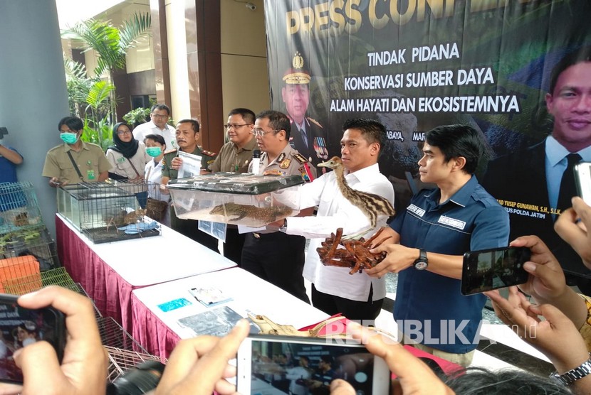 Subdit IV Tindak Pidana Tertentu (Tipidter) Direktorat Kriminal Khusus Polda Jatim bongkar sindikat perdagangan satwa yang dilindungi sepeerti Komodo, Trenggiling, Lutung, Kucing Hutan, dan beberapa satwa lainnya. 