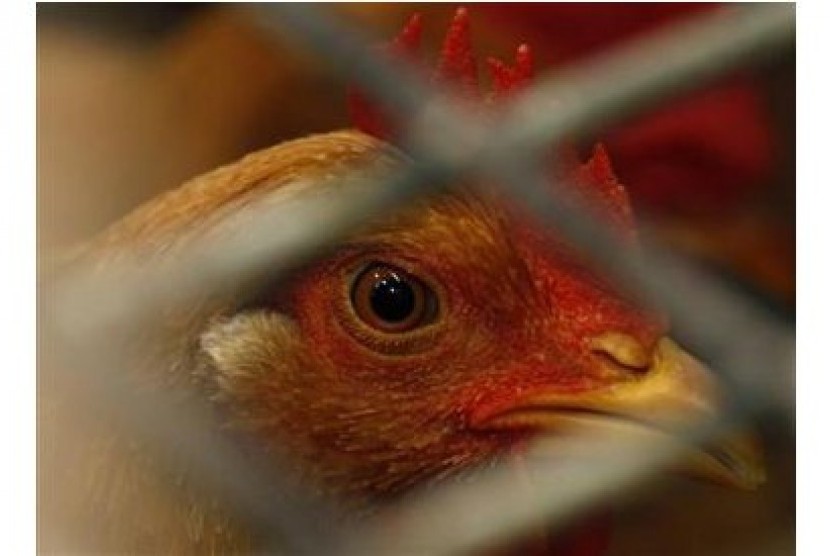 Prancis melaporkan kasus flu burung pertama sejak 2007, Rabu (25/11). Negara pertanian terbesar di Uni Eropa ini mengatakan virus H5N1 itu ditemukan pada ayam.