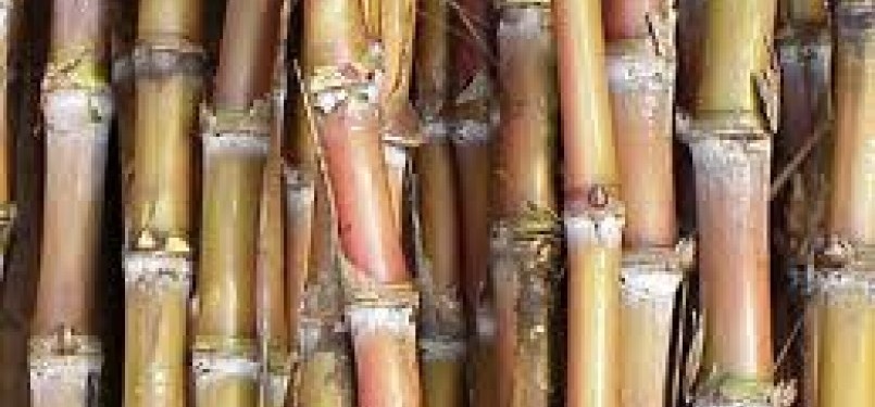 Sugar cane (illustration)