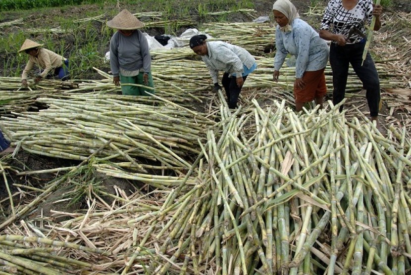 Sugarcane harvest (illustration)  