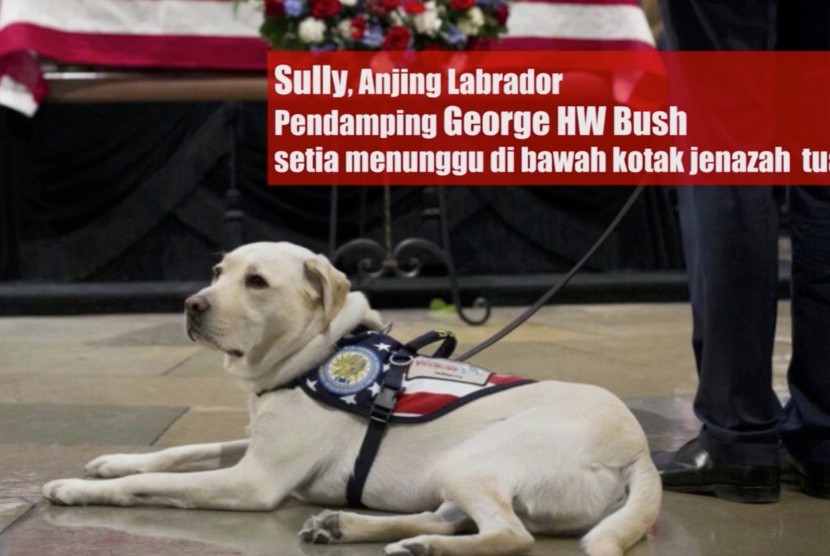 Sully, Anjing Labrador Pendamping George HW Bush