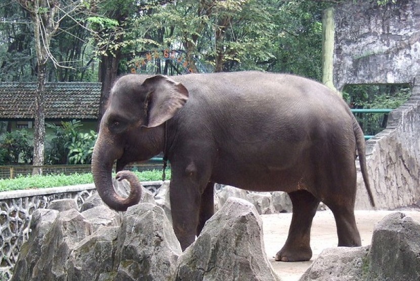 Sumatran elephant (illustration)