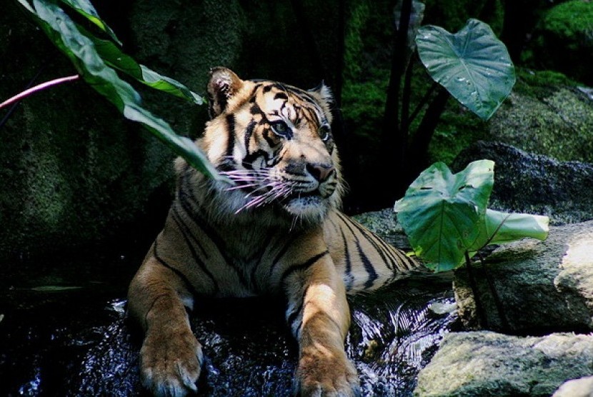 Sumatran Tiger (illustration)  
