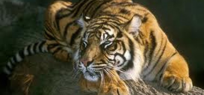 Sumatran tiger or Panthera tigris sumatrae is a critically engdangered species (photo file).