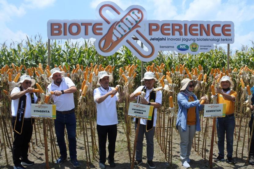 Syngenta Indonesia melakukan panen jagung bioteknologi NK Pendekar Sakti di area Agrotechnopark, Universitas Jember, Jawa Timur.
