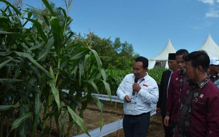 Syngenta Indonesia meluncurkan benih jagung bioteknologi unggul berkualitas di ajang Pekan Nasional (Penas) Petani Nelayan XVI yang digelar di Padang, Sumatera Barat.
