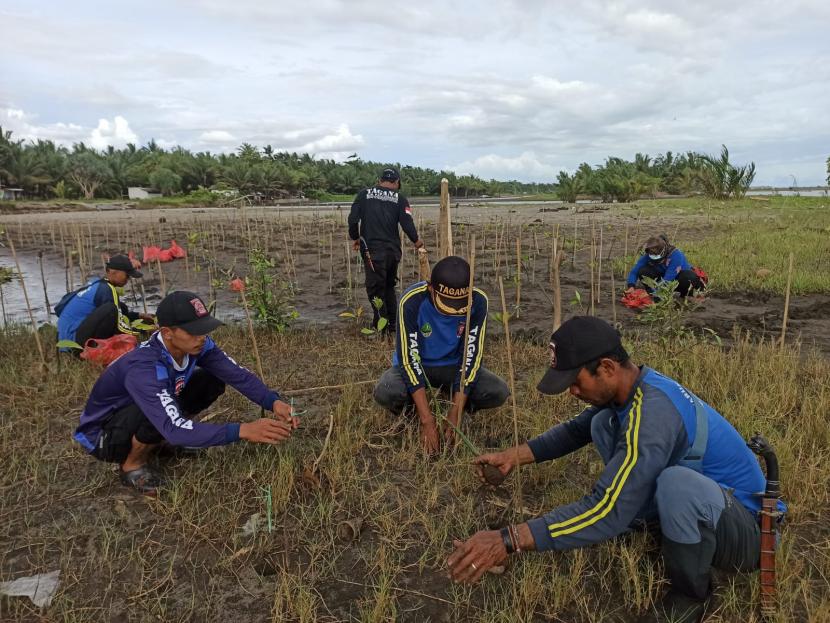Tagana Kabupaten Pangandaran melakukan penanaman mangrove di daerah muara sungai sebagai bentuk mitigasi terhadap ancaman bencana tsunami, Rabu (15/12). 